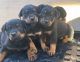 Rottweiler Puppies for sale in 89030 Fir Butte Rd, Eugene, OR 97402, USA. price: NA