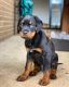 Rottweiler Puppies for sale in 6228 Highland Rise Dr, Lakeland, FL 33813, USA. price: NA