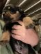 Rottweiler Puppies for sale in New Windsor, MD 21776, USA. price: NA