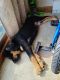 Rottweiler Puppies for sale in Honey Brook, PA 19344, USA. price: NA