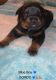Rottweiler Puppies for sale in Deptford Township, NJ, USA. price: $2,500
