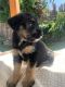 Rottweiler Puppies for sale in Camarillo, CA, USA. price: $500