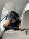 Rottweiler Puppies for sale in Prosperity, SC 29127, USA. price: NA