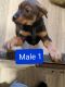 Rottweiler Puppies for sale in Monroe, WA, USA. price: NA