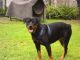 Rottweiler Puppies for sale in Central, LA, USA. price: $325