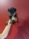 Rottweiler Puppies for sale in GRANT VLKRIA, FL 32909, USA. price: NA