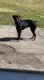 Rottweiler Puppies for sale in Broadview Heights, OH 44147, USA. price: NA