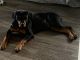 Rottweiler Puppies for sale in St. Petersburg, FL, USA. price: NA