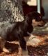 Rottweiler Puppies for sale in Richmond, TX, USA. price: NA