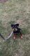 Rottweiler Puppies for sale in Waynesboro, PA 17268, USA. price: NA