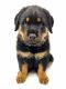 Rottweiler Puppies for sale in Murfreesboro, TN, USA. price: NA