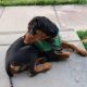 Rottweiler Puppies for sale in Santee, CA, USA. price: $500