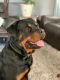 Rottweiler Puppies for sale in Goodyear, AZ, USA. price: NA