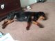 Rottweiler Puppies for sale in Guthrie, OK 73044, USA. price: NA