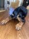 Rottweiler Puppies for sale in The Bronx, NY 10457, USA. price: NA