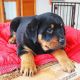Rottweiler Puppies for sale in Texas City Dike, Texas City, TX, USA. price: NA