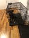 Rottweiler Puppies for sale in Homewood, IL, USA. price: NA