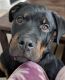 Rottweiler Puppies for sale in Homewood, IL, USA. price: NA