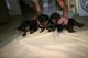 Rottweiler Puppies for sale in Brentwood, CA 94513, USA. price: $1,000