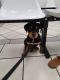 Rottweiler Puppies for sale in 201 N Nellis Blvd, Las Vegas, NV 89110, USA. price: $3,500