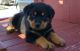 Rottweiler Puppies for sale in Humboldt, IL 61931, USA. price: NA