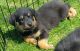 Rottweiler Puppies for sale in Humboldt, IL 61931, USA. price: $1,995