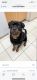 Rottweiler Puppies for sale in Nashville, TN, USA. price: $2,000