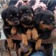Rottweiler Puppies for sale in Atlantic City, NJ, USA. price: NA