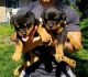 Rottweiler Puppies for sale in Worcester, MA, USA. price: NA