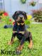 Rottweiler Puppies for sale in Pensacola, FL, USA. price: NA