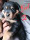Rottweiler Puppies for sale in Moore, OK, USA. price: NA