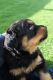 Rottweiler Puppies for sale in Pueblo, CO 81003, USA. price: $1,200