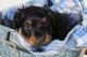 Rottweiler Puppies for sale in Pueblo, CO 81003, USA. price: $1,200