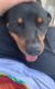 Rottweiler Puppies for sale in 5763 Honeysuckle Dr, West Palm Beach, FL 33415, USA. price: $400