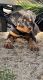 Rottweiler Puppies for sale in Delhi, CA 95315, USA. price: NA