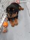 Rottweiler Puppies for sale in Kennewick, WA, USA. price: $1,700
