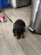 Rottweiler Puppies for sale in Las Vegas, NV, USA. price: $2,000
