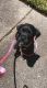 Rottweiler Puppies for sale in Chesapeake, VA, USA. price: $750