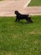 Rottweiler Puppies for sale in 2515 Wichita St, Houston, TX 77004, USA. price: $950