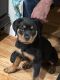 Rottweiler Puppies for sale in Orange County, NY, USA. price: NA