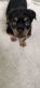 Rottweiler Puppies for sale in Surrey, BC, Canada. price: NA