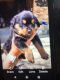 Rottweiler Puppies for sale in Bruce Township, MI 48065, USA. price: NA