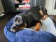 Rottweiler Puppies for sale in Novi, MI, USA. price: NA