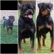 Rottweiler Puppies for sale in Walnut, CA, USA. price: NA