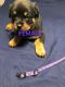 Rottweiler Puppies for sale in Ellijay, GA 30540, USA. price: $1,500