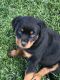 Rottweiler Puppies for sale in Riverside, CA 92504, USA. price: NA