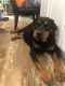 Rottweiler Puppies for sale in Smithville, TX 78957, USA. price: NA