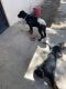 Rottweiler Puppies for sale in Bosque Farms, NM 87068, USA. price: $650