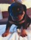 Rottweiler Puppies for sale in Lewisburg, PA 17837, USA. price: NA