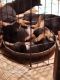 Rottweiler Puppies for sale in Grayling, MI 49738, USA. price: NA
